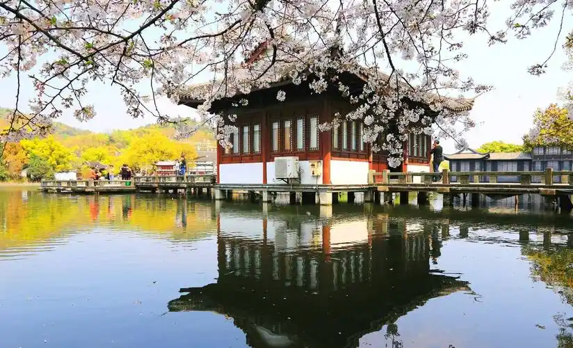 西湖春景,杭州这七处赏樱胜地即将迎来唯美时刻,赏樱攻略请收好_樱花