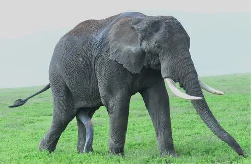 国家公园见到的年轻公象,导游特地提醒我们注意那只大象的"第五条腿"