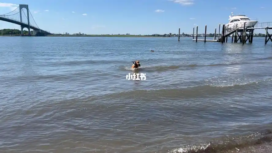 王五百狗生第一次下海游泳