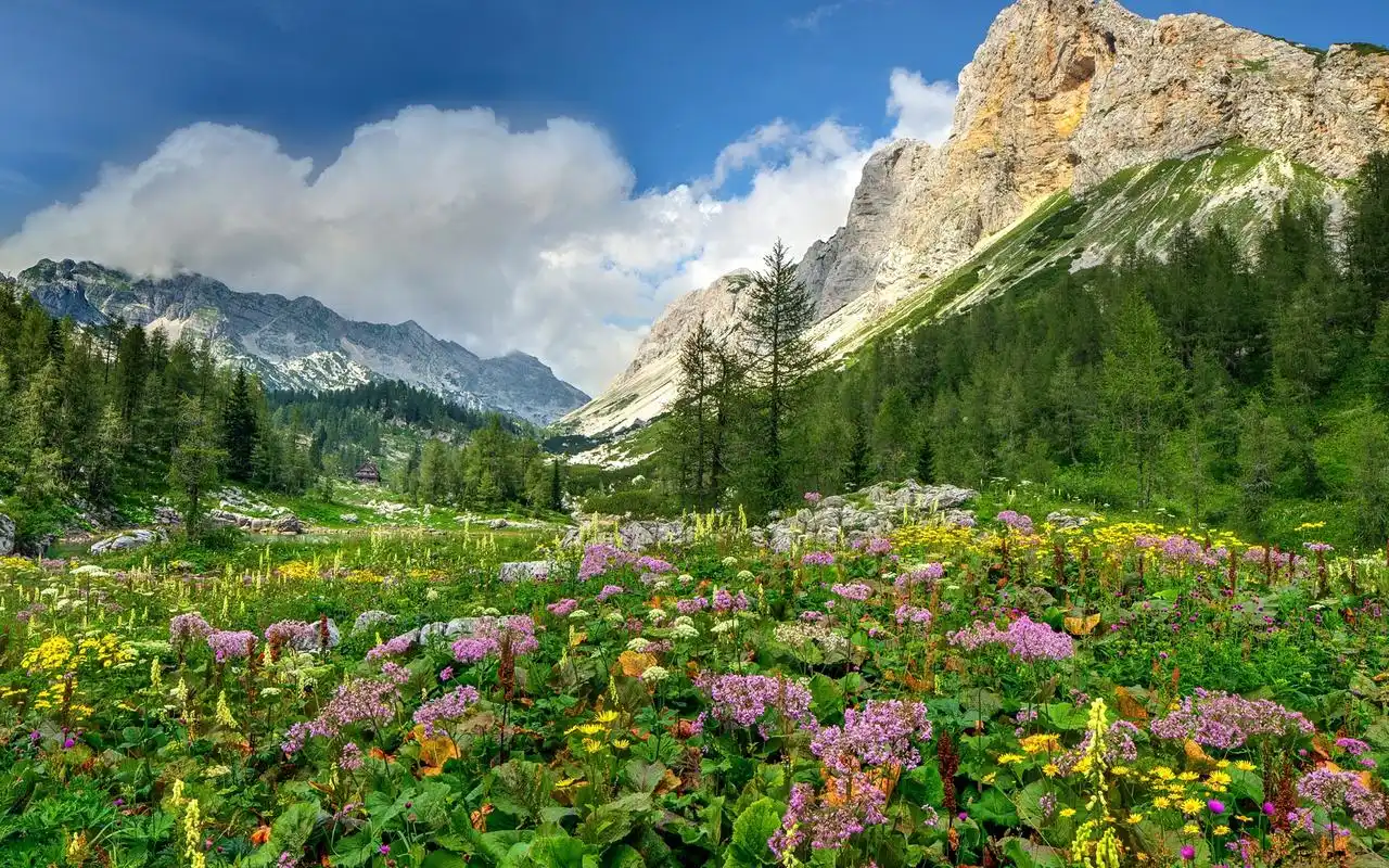 扁豆图片高清电脑桌面壁纸,植物壁纸,花卉,植物,高清,壁纸,1920x1080