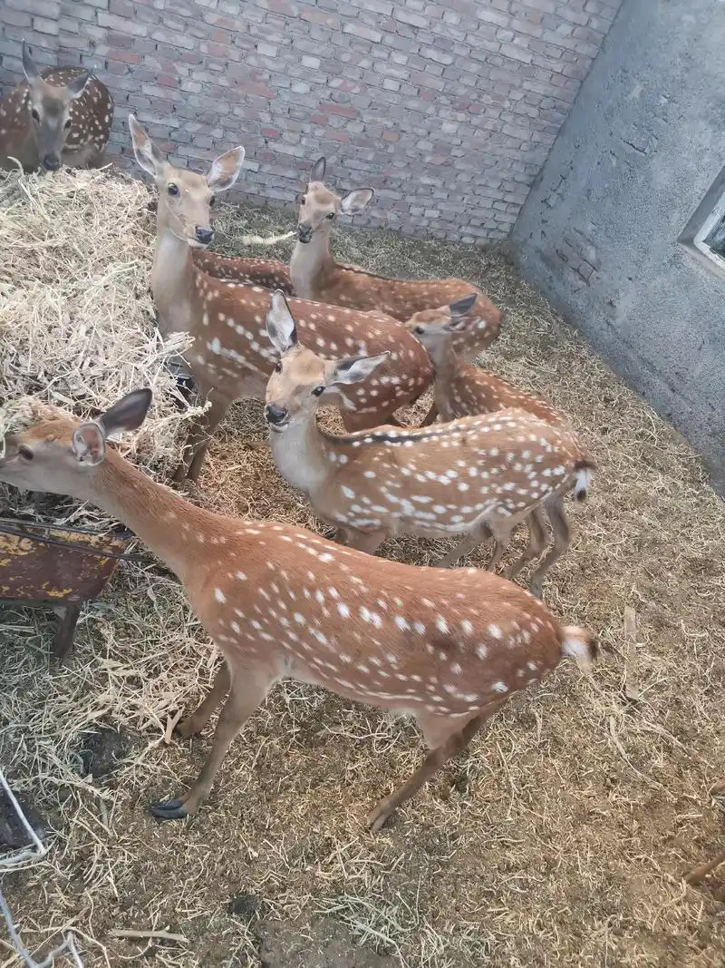天山马鹿适合全国各地饲养 ,鹿场一角瞬间 - 抖音