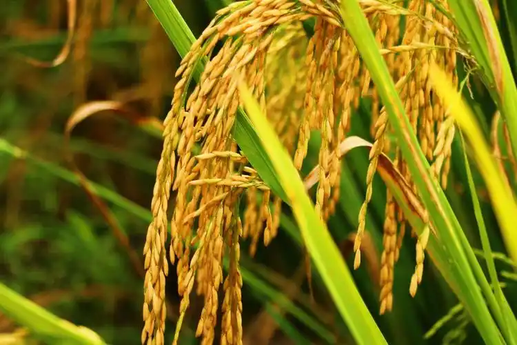 秋之韵:故乡稻香沁人醉