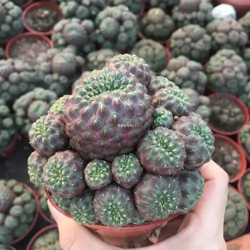 紫丽丸群生仙人球 创意开花子孙球小盆栽 办公室防辐射花卉大特价