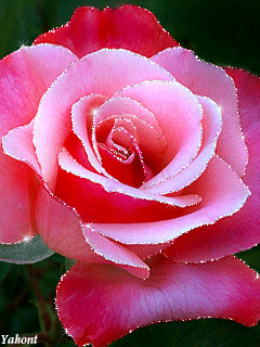 gif# #鲜花# #玫瑰# 灬铃兰灬采集