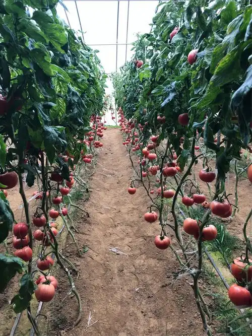 韩雨萱愉快的寒假生活 - 美篇