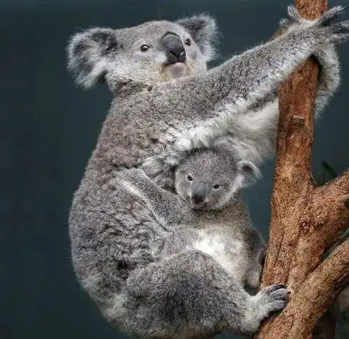 一分钟学堂 | 树袋熊是熊吗?|动物|哺乳类|考拉_网易订阅