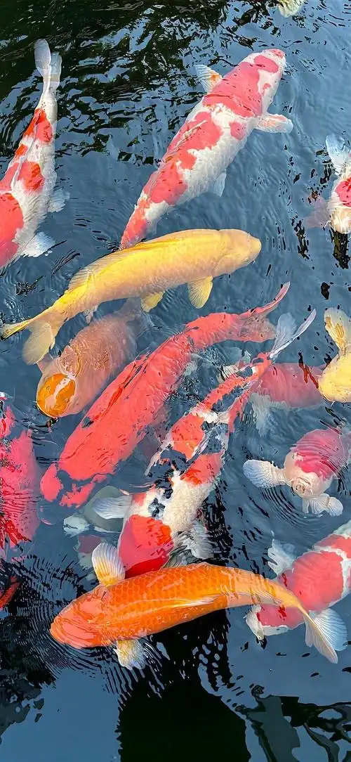 锦鲤好运连连__财经头条