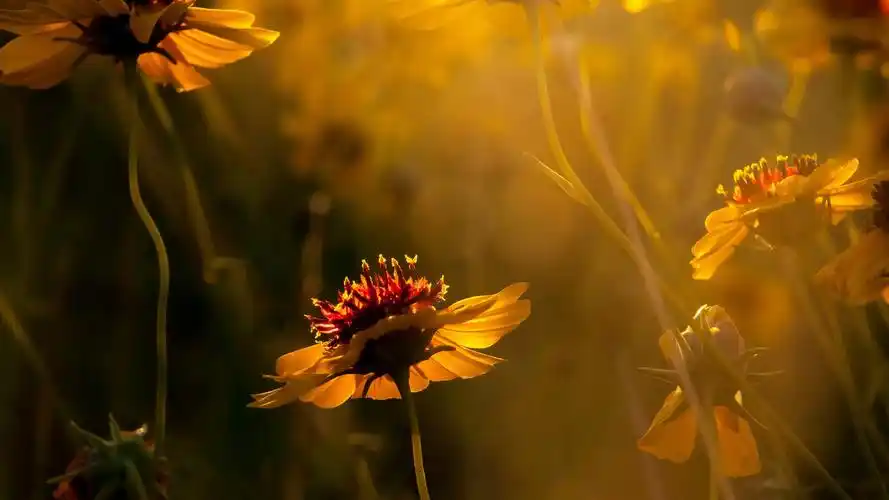 小清新养眼植物花卉桌面壁纸