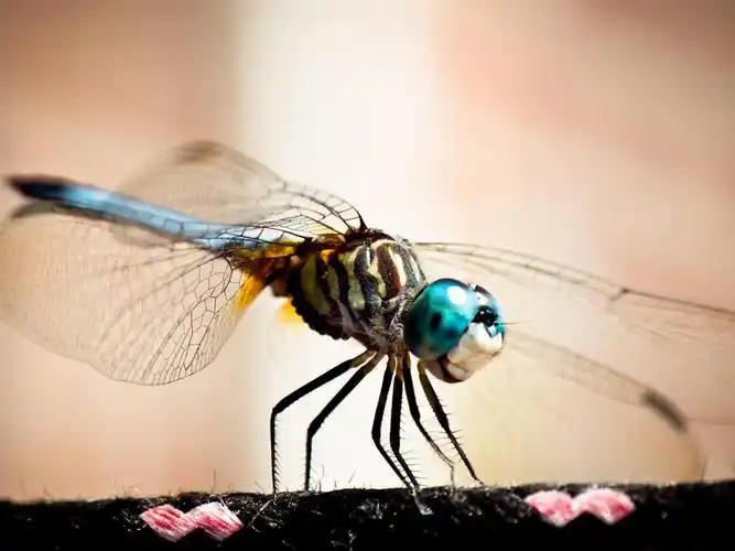 描述: 昆虫蜻蜓-动物摄影壁纸 当前壁纸尺寸: 1600 x 1200