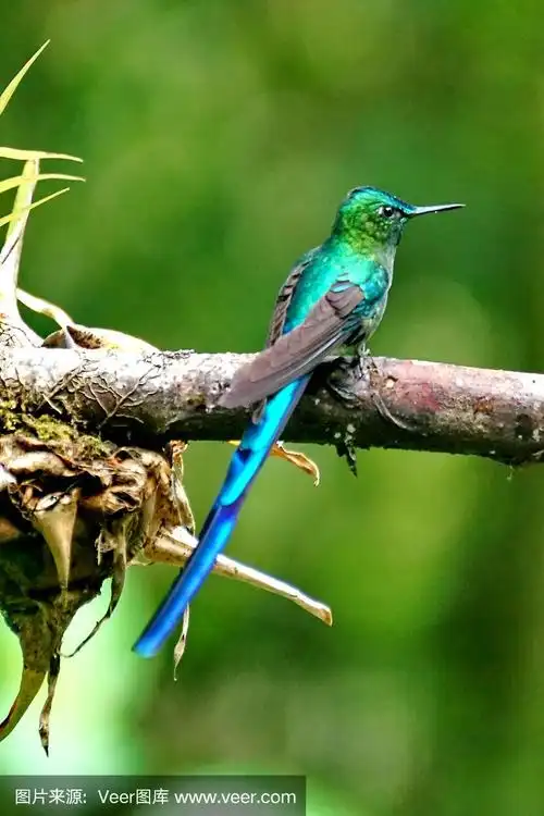 长尾蜂鸟身材苗条的女人