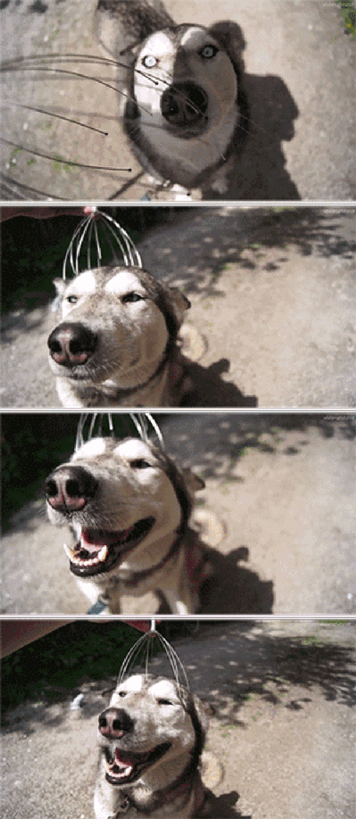 挠头拒绝二哈萌宠gif动图_动态图_表情包下载_soogif