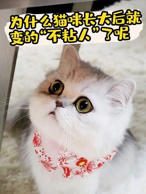 为什么猫咪长大以后就变的不粘人了呢