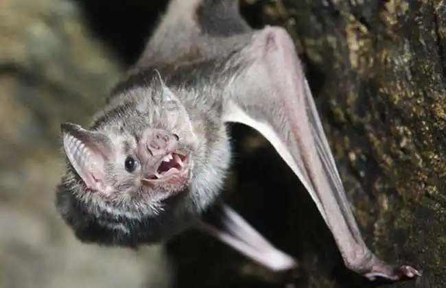 蝙蝠进屋有什么预兆?