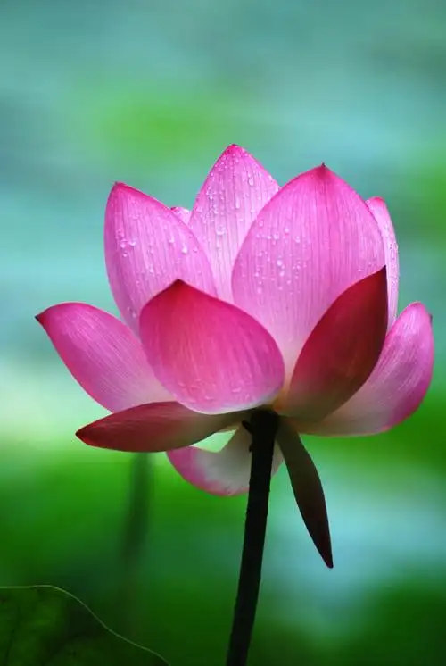 一念心清静,处处莲花开《极度魔筝lpcd45》320k/mp3