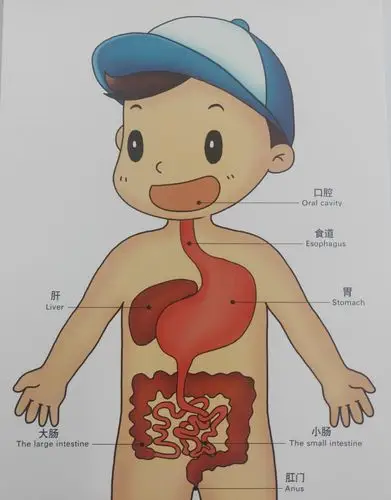 其它 #我是科学家# 写美篇  活动主题:消化器官——食物的旅行 活动