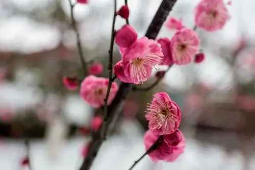 梅花唤起漫天雪