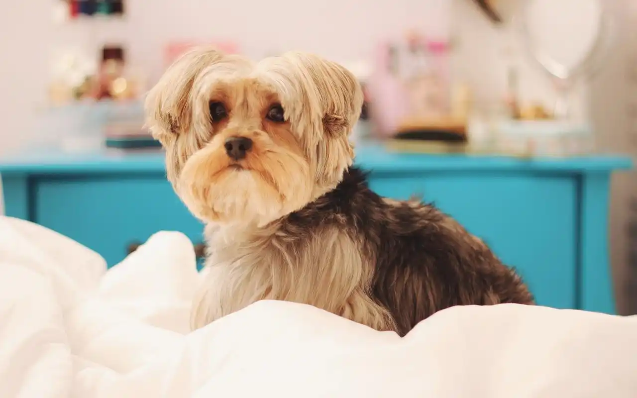 萌宠可爱狗狗高清电脑桌面壁纸