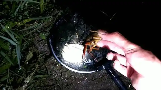 小龙虾夜行动物,晚上出来活动,白天喜欢在洞里面,想要钓小龙虾,首先要