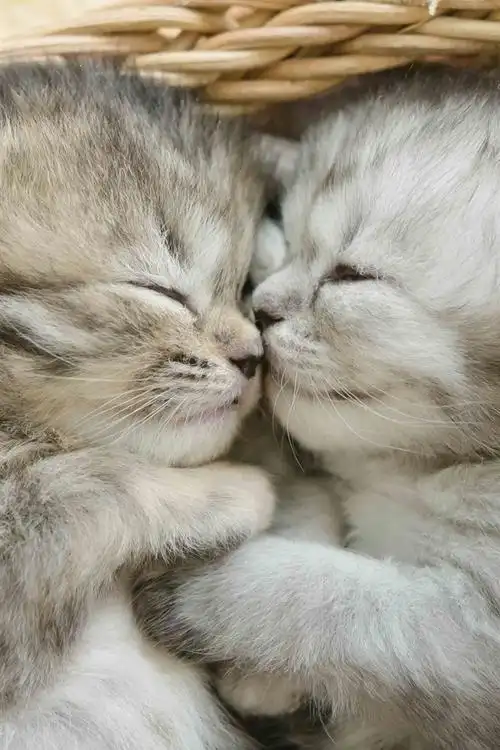 首页 动物与鸟 猫咪