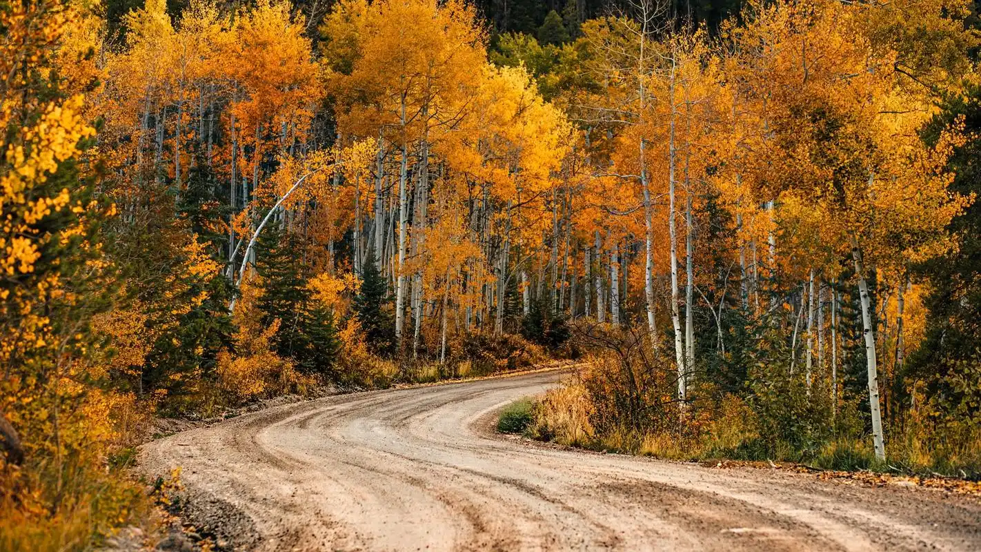 清新唯美秋季森林风景桌面壁纸高清大图预览1920x1080_风景壁纸下载
