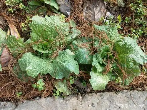 大白菜上落满了树叶