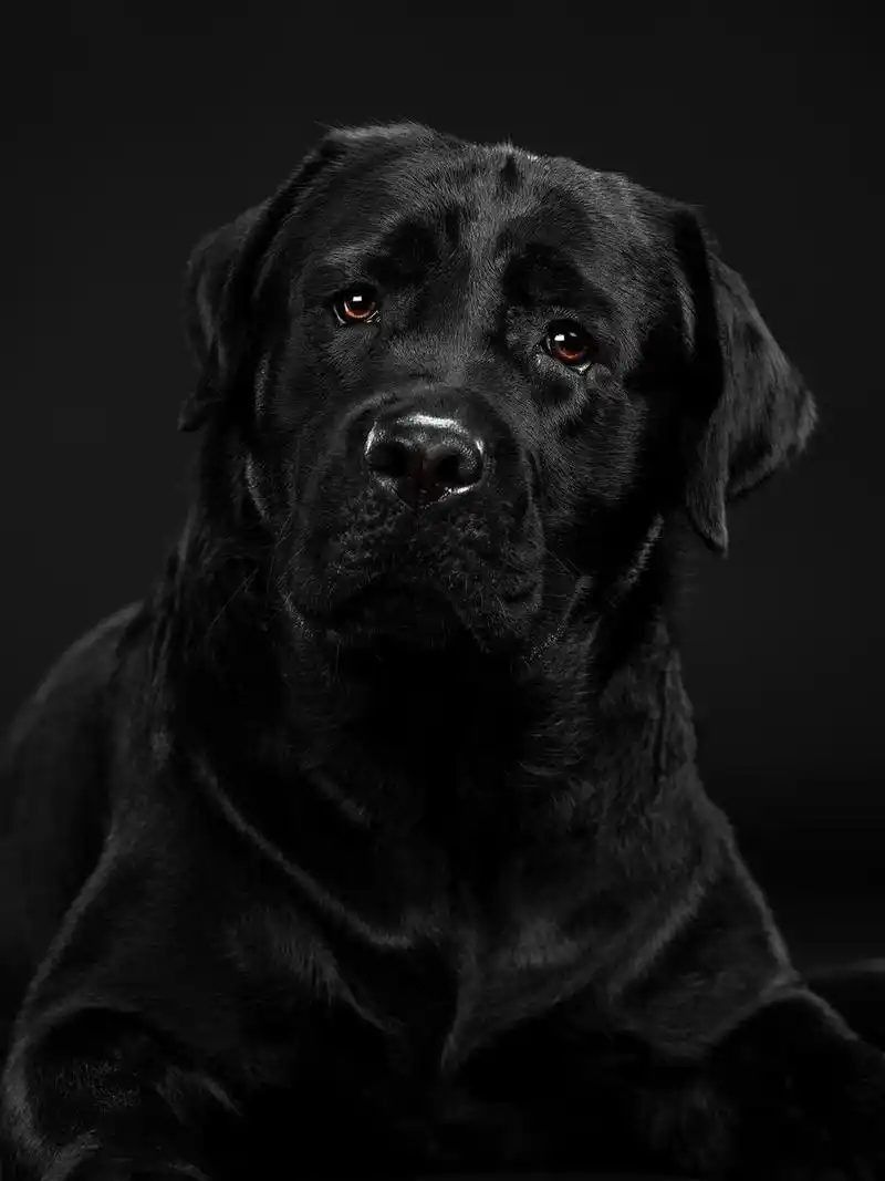 拉布拉多犬肖像照 你可真黑呀,相机都快对不上焦了,晚上不打灯的时候