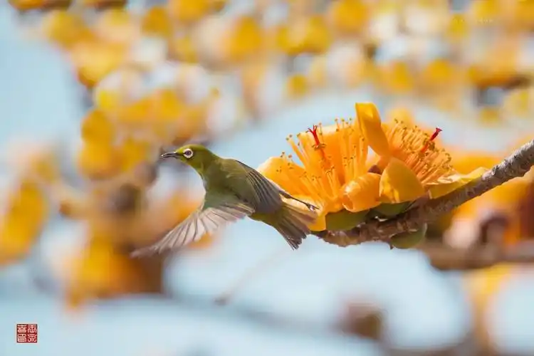 金色年华金木棉