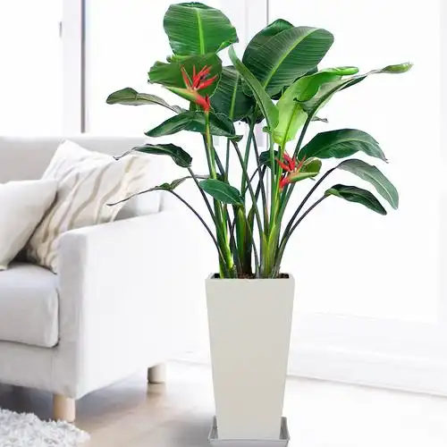 天堂鸟鹤望兰盆栽客厅大型客厅植物办公室室内