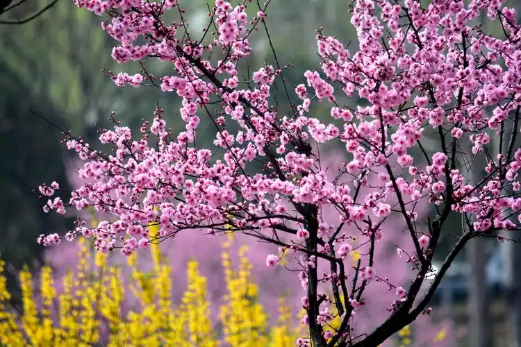 绚丽妩媚美人梅