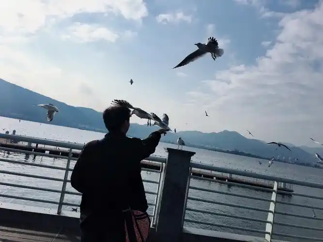 喂海鸥滴晴爸也很帅,背影,背影帅