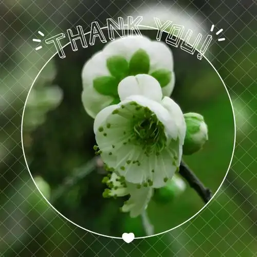 绿萼梅花色洁白,清爽雅致.