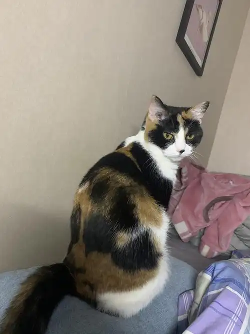 英短和田园的串串会有遗传病吗?