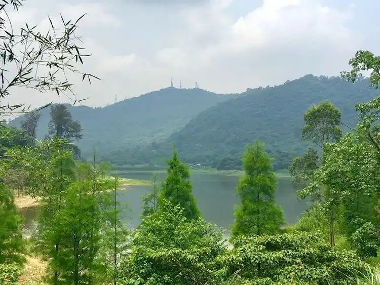 在广州想爬山看海还想赏湖,那只能去黄山鲁森林公园了,还免费!