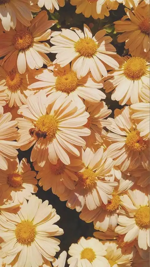 同系列锁屏 壁纸,2400×1080高清壁纸锁屏(精选主题套图 7>)