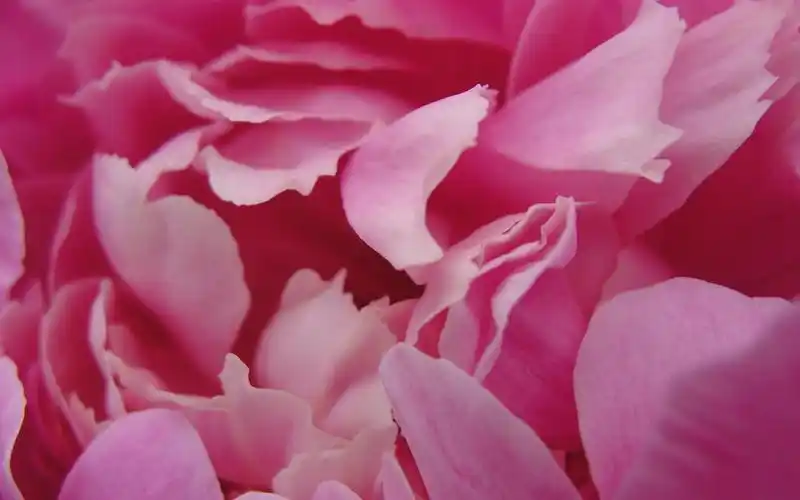 牡丹花美丽春天风景宽屏桌面壁纸