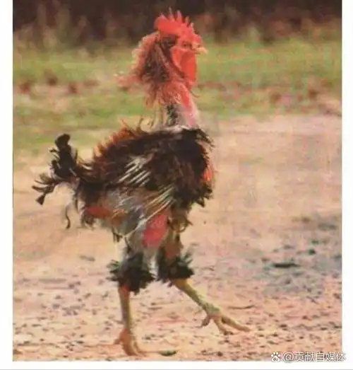 图片中是一只大部分羽毛已经脱落的鸡,它站在户外.