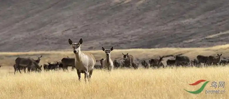 西藏类乌齐野生藏马鹿祝贺首页精华