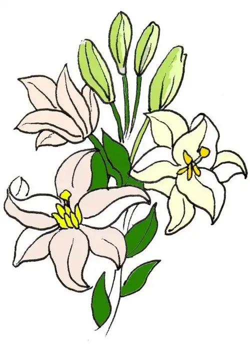 百合花的简笔画怎么画 百合花的简笔画顺序 - 水彩迷