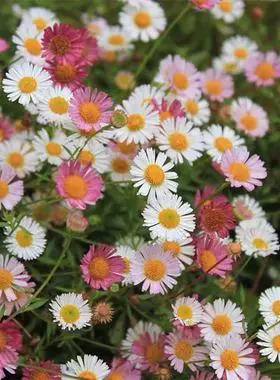 小耳朵园艺 墨西哥飞蓬10cm盆栽 耐热耐寒耐贫瘠的爆盆岩生花卉