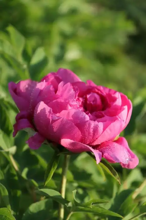 红牡丹花象征着富贵圆满