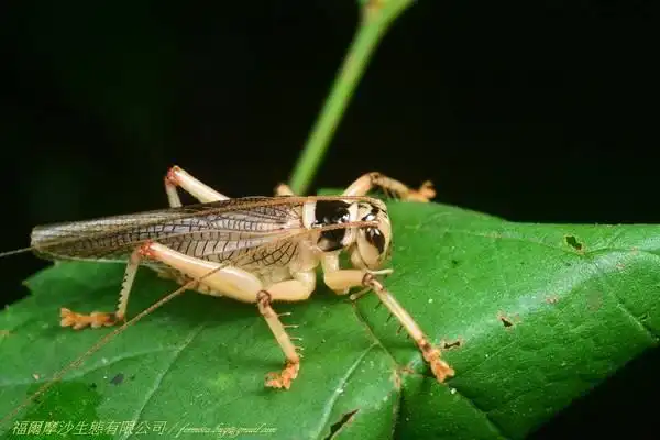 金门限定版! 「明透翅蟋螽」列台湾昆虫新纪录品种