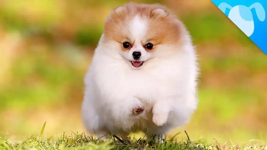 世界上公认的5种最漂亮的狗狗最后一种可以出入五星级酒店