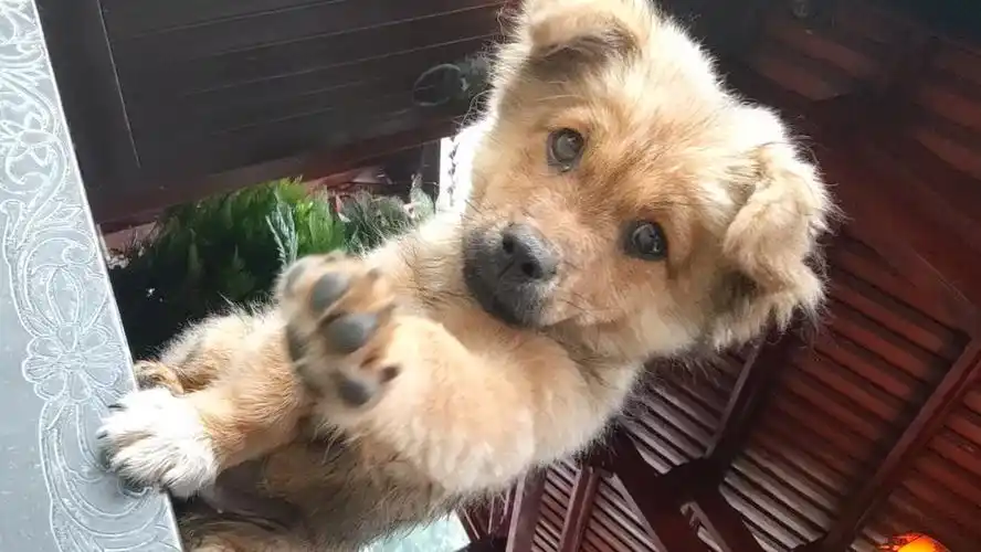 可爱哈基米小狗狗,超萌