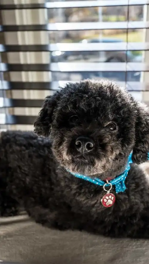 壁纸 黑小狗,窗口 7680x4320 uhd 8k 高清壁纸, 图片, 照片