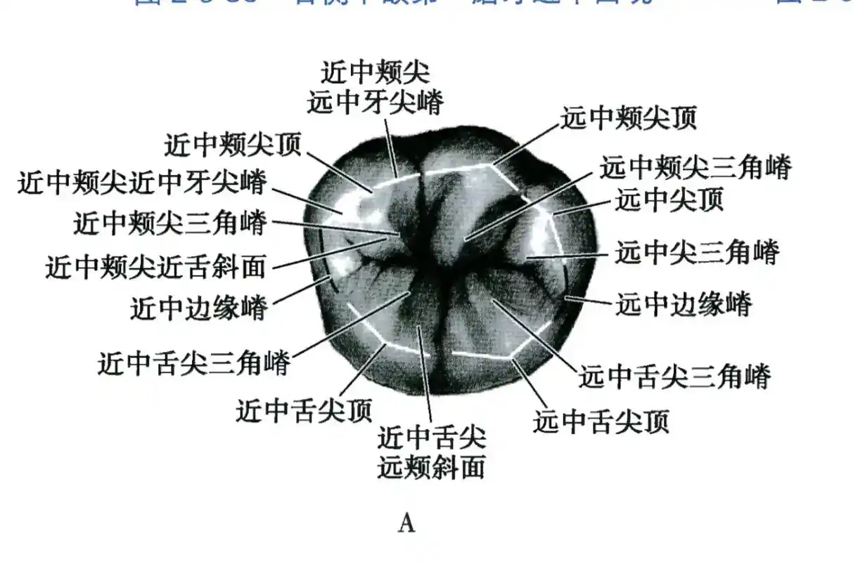 口解——下颌第一磨牙图谱.熟记该牙各个观测面解剖形态 #口腔 - 抖音