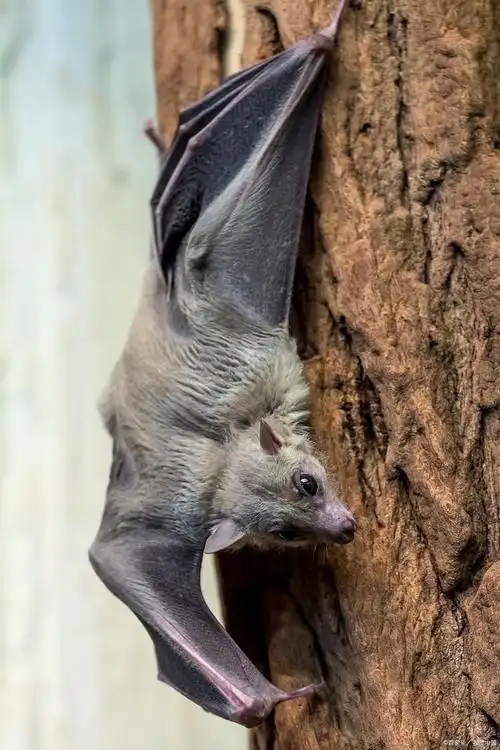 蝙蝠怕什么 怎么驱赶