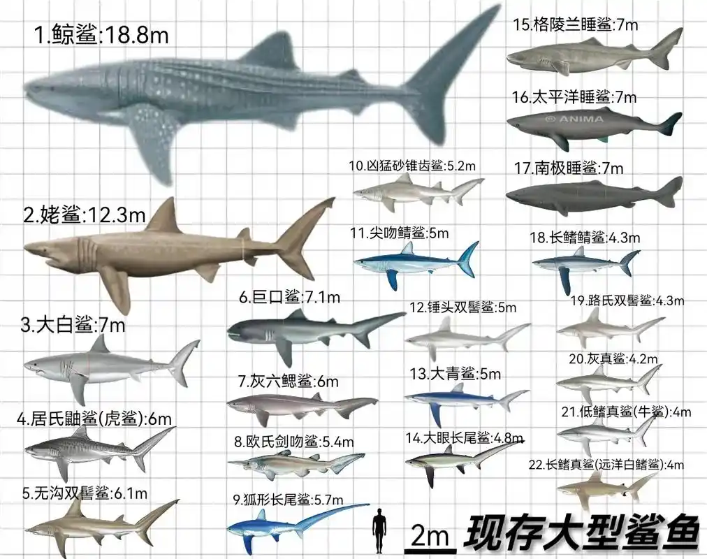 现存大型鲨鱼#鲨鱼 #海洋生物 #饥饿鲨 #深海巨物 #奇 - 抖音