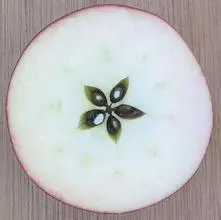 观察苹果横切竖切的作文两百字