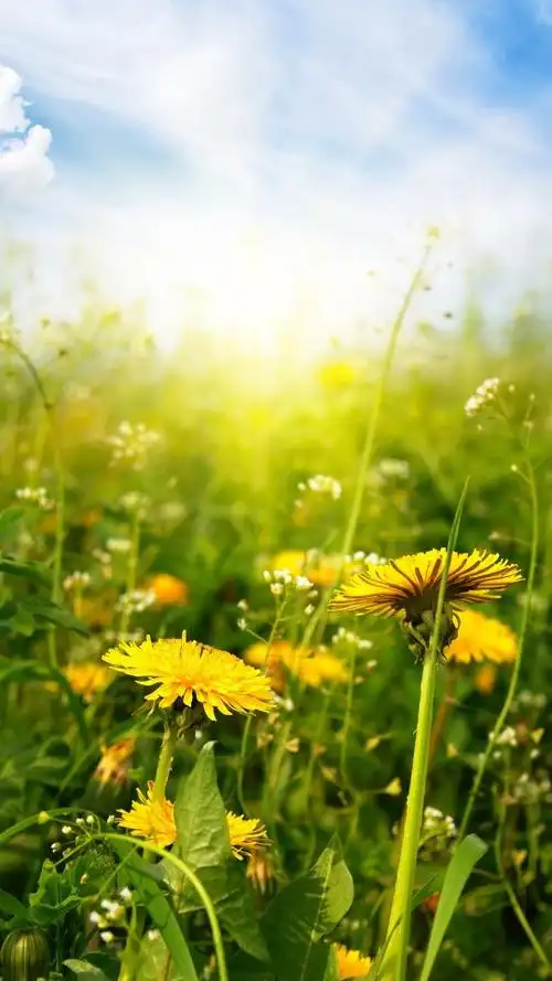 美好的时光总是让人心情舒畅,风光无限好