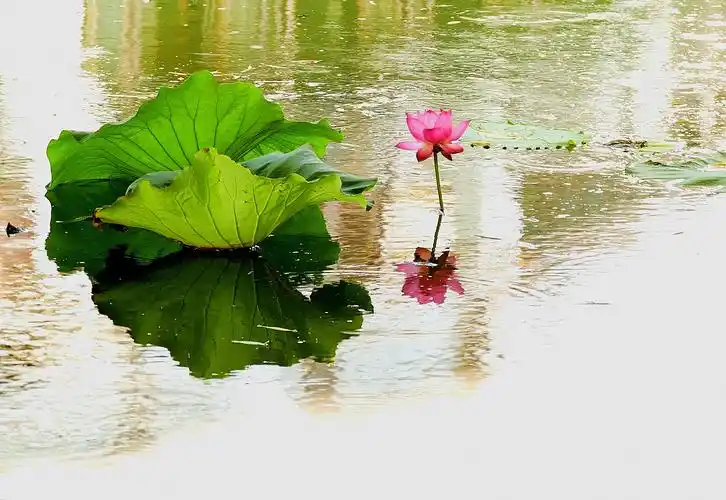 七宝荷花别样情